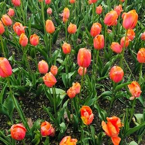 Meet your Posher, Jayne